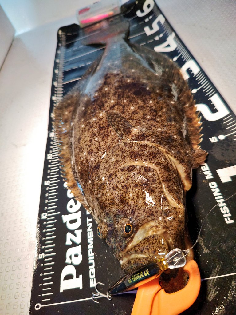 ozaki_garyu's tweet photo. 令和7年5月14日 相馬オフショア
小座布団ヒラメ60cm✨
移動後ワンキャスト目にゴン!
#PR #FIDELITY #フィデリティー #Voodoo68
#nada. #SPANIEL90 #シンキングミノー #Megabass
#Pazdesign #プロテクトメジャー65 #相馬オフショア #ヒラメ #小座布団 https://t.co/zl5NALZQqS