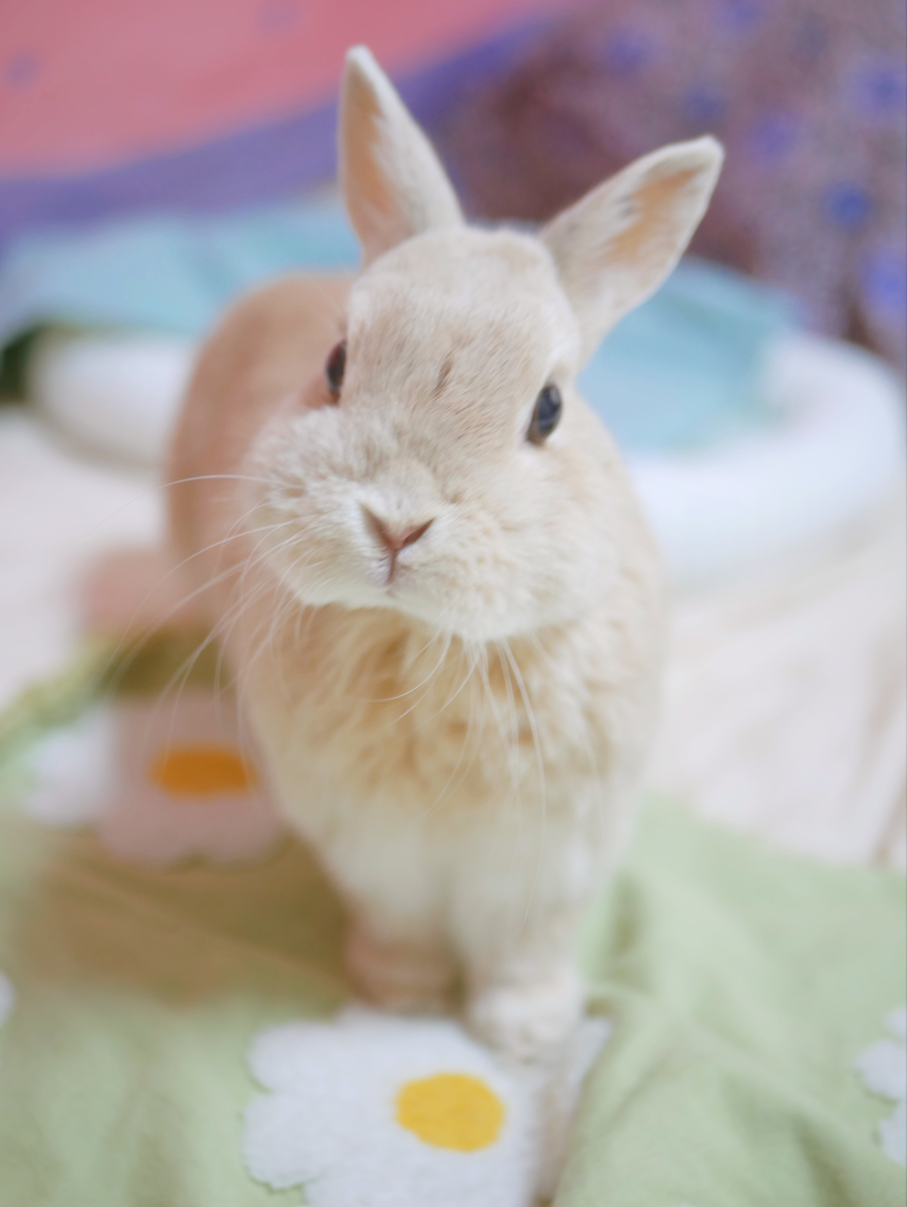 うさぎのひのき🌳 Hinoki bunny (@hinokiusa) / X