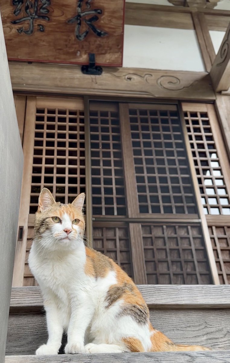 nasu_chourakuji's tweet photo. 5月で15才になりました
お誕生日おめでとう

物語のは始まりはあの日キミと出会えたから

本当にありがとう https://t.co/BQFrdAsMK7