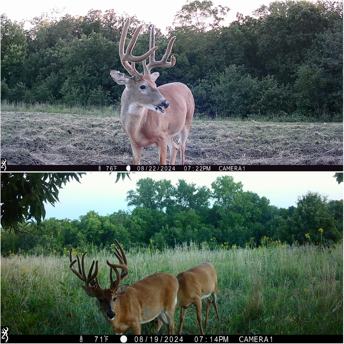 Typical or non-typical bucks...Which do you prefer?

Images: <a href="/whitetailfreaks/">Don and Kandi Kisky</a>

#ThrowbackThursday #BrowningCameras #youvegottoseethis #bigdeer #whitetail #trailcameras #nontypical ##velvetbuck
