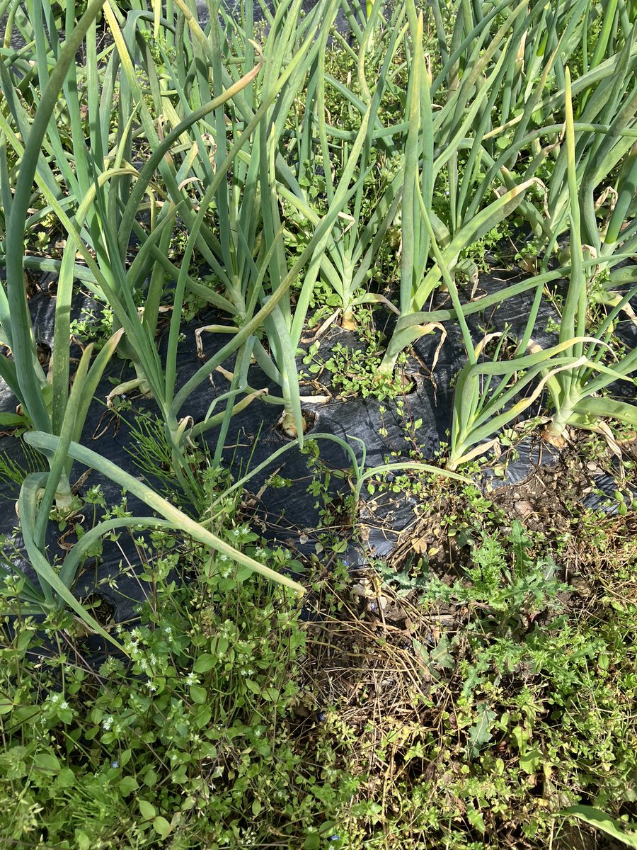 玉ねぎまだ5月なのにとうが立ってきちゃった。
途中窒素肥料足りなくて元気なかったからかな。
完全に失敗だな😅