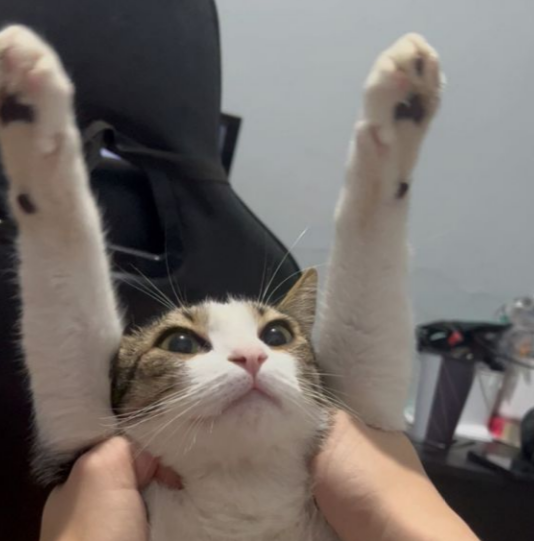 lumyng's tweet photo. Oie! Agora mesmo estarei dando inicio a um Subathon que tem como objetivo ajudar com os custos veterinários do Boris, um gatinho da família que sofreu uma obstrução urinária, passou por diversos procedimentos e agora precisou de uma cirurgia pra remover o seu pintinho... 💔 https://t.co/3NjCFMJoIK