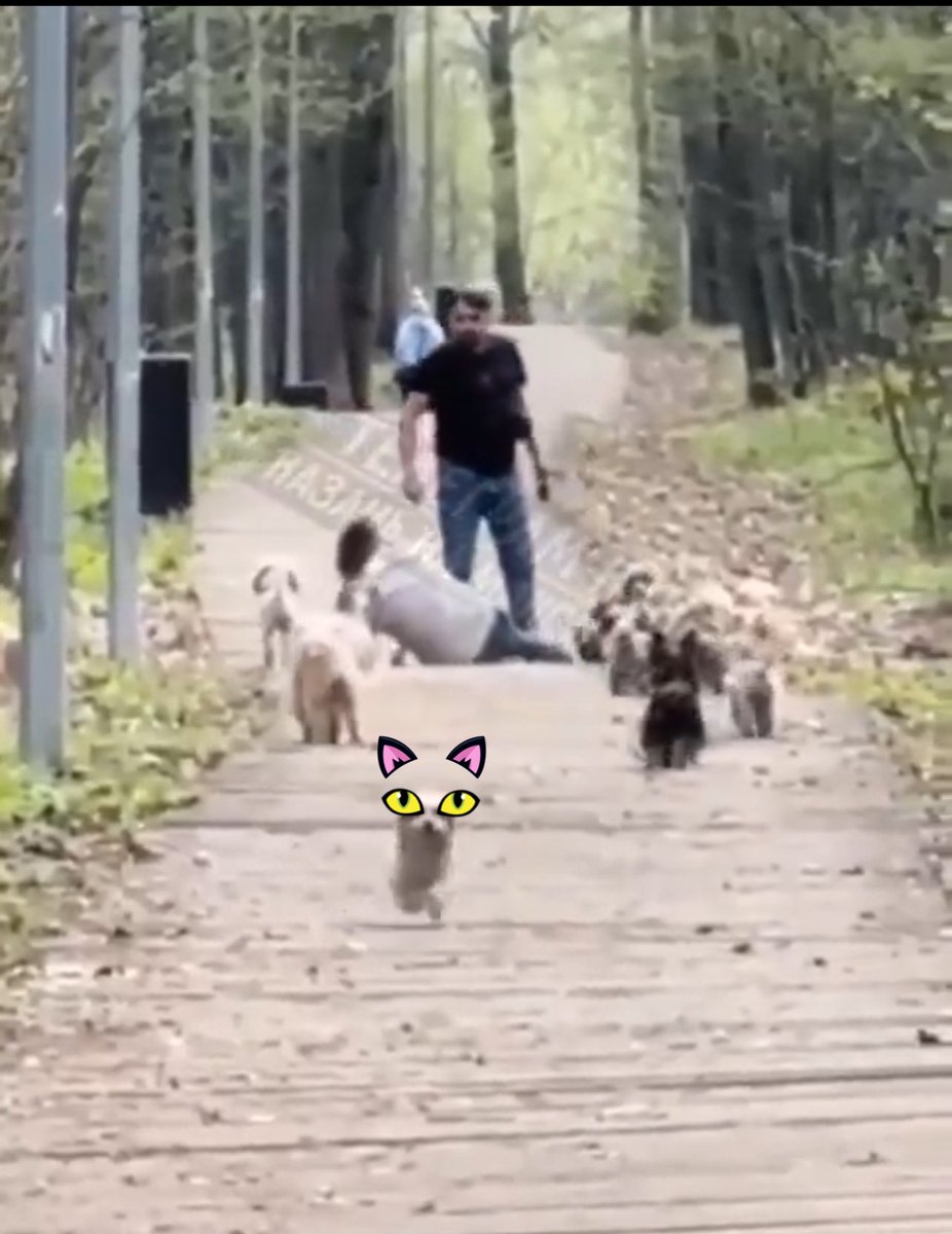 M_High_B1's tweet photo. @drpenking Run 🤣🫣😂 https://t.co/MM0ynBpcak