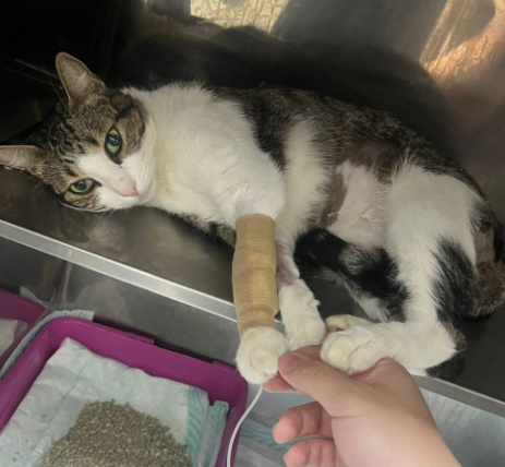 lumyng's tweet photo. Oie! Agora mesmo estarei dando inicio a um Subathon que tem como objetivo ajudar com os custos veterinários do Boris, um gatinho da família que sofreu uma obstrução urinária, passou por diversos procedimentos e agora precisou de uma cirurgia pra remover o seu pintinho... 💔 https://t.co/3NjCFMJoIK
