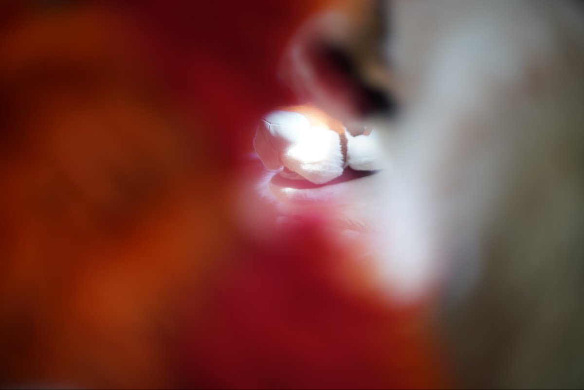 Peli Fox 🔜 LVFC, FWA (@peli_fox) on Twitter photo 