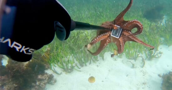 ZorzStudios's tweet photo. #ChineseDiver drowns trying to retrieve dropped #GoProCamera https://t.co/TZGNtUqBxG | #MattGrowcoot #accident #death #DivemasterCertification #ZhangXiaohan #ChineseTourist #GoPro #Indonesia https://t.co/ScSFhVlxZX