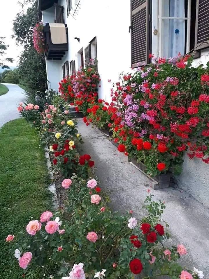 "أتمنى أن اعيش في منزل تحيط به الورود و الخضرة حيث الهدوء و رائحة الخير ."🌱🌸🏡