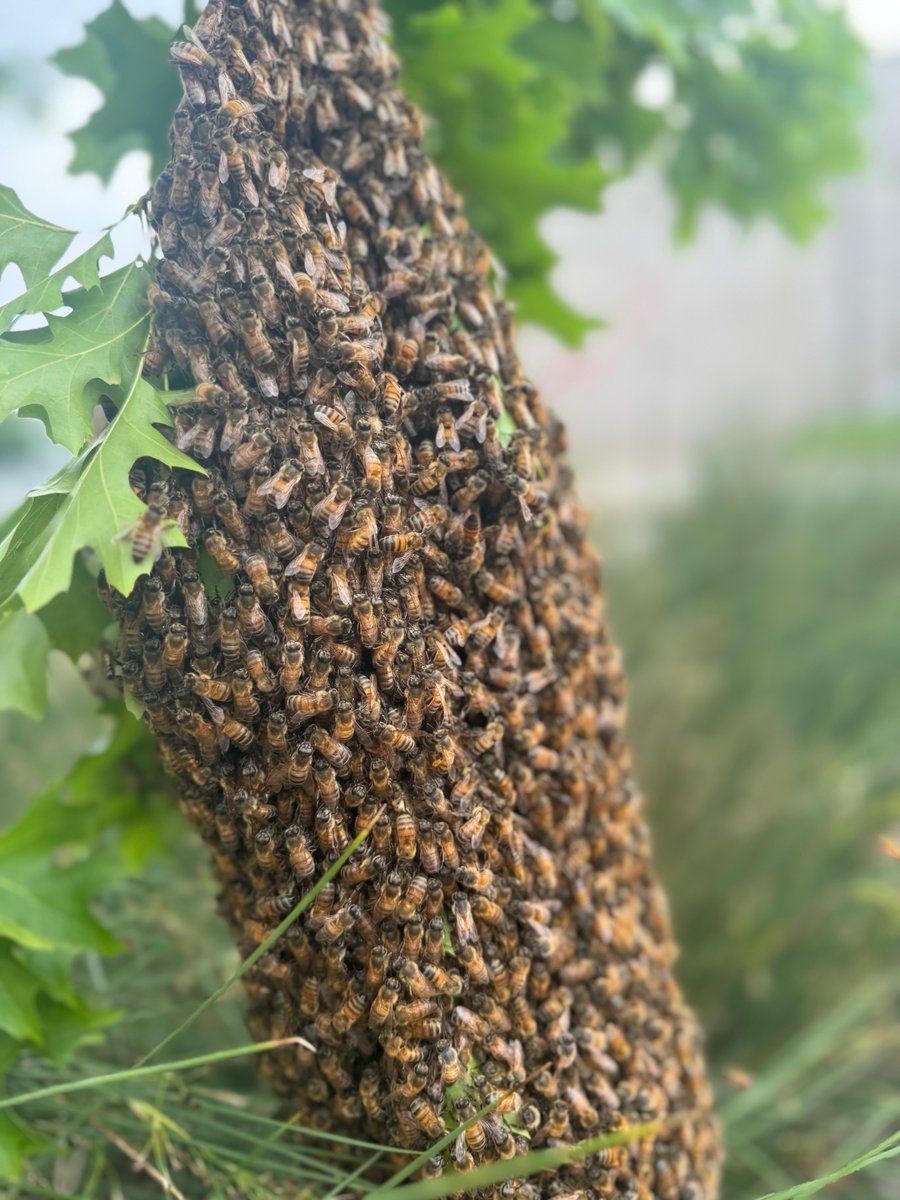 A swarm of bees found their way to a sweet spot in Historic Downtown Terrell today. You know what they say . . . Location, location, location.