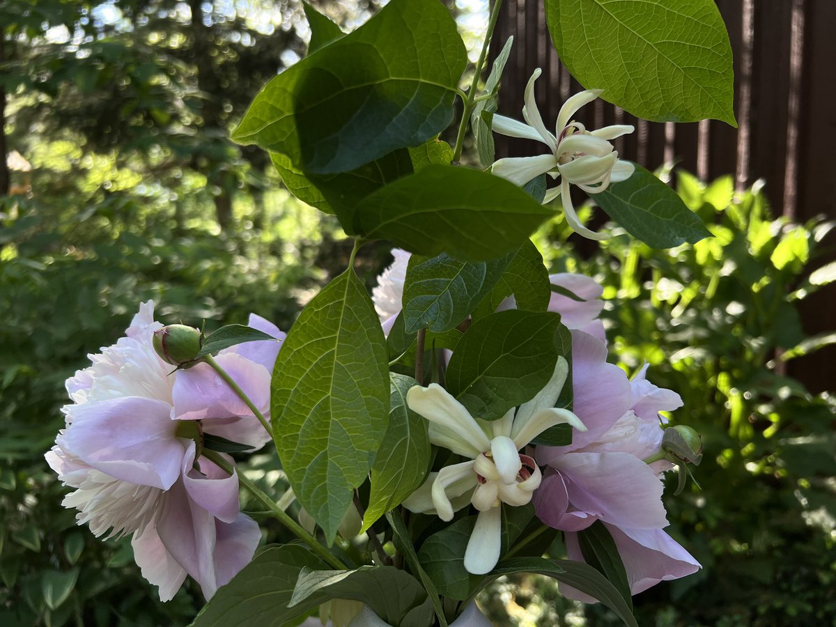 Kim Todd (@byf_kim) on Twitter photo <a href="/BYFUNL/">Backyard Farmer</a> #plants of the week Venus allspice (Calycanthus x) and beloved Sarah Bernhardt peonies. On <a href="/NebPublicMedia/">Nebraska Public Media</a> A shrub for part shade and a perennial for decades. No ants needed <a href="/UNL_IANR/">Institute of Agriculture and Natural Resources</a> <a href="/UNLScottEvans/">Scott Evans</a> <a href="/unlagrohort/">Nebraska Agronomy and Horticulture</a> <a href="/UNLExtension/">Nebraska Extension</a> <a href="/BYFUNL/">Backyard Farmer</a> #plants of the week Venus allspice (Calycanthus x) and beloved Sarah Bernhardt peonies. On <a href="/NebPublicMedia/">Nebraska Public Media</a> A shrub for part shade and a perennial for decades. No ants needed <a href="/UNL_IANR/">Institute of Agriculture and Natural Resources</a> <a href="/UNLScottEvans/">Scott Evans</a> <a href="/unlagrohort/">Nebraska Agronomy and Horticulture</a> <a href="/UNLExtension/">Nebraska Extension</a>