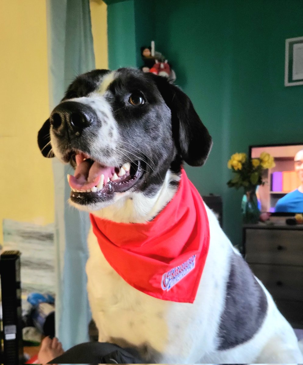 aiddecethy's tweet image. Harley, all set for tonight's big game! Cheering on her @Oshawa_Generals #GoGensGo #AllOnRed #gensnation