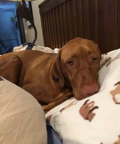 Beyond_theleash's tweet photo. My Gracie is really sick please send some prayers for quick recovery... https://t.co/CY0uajm6CK