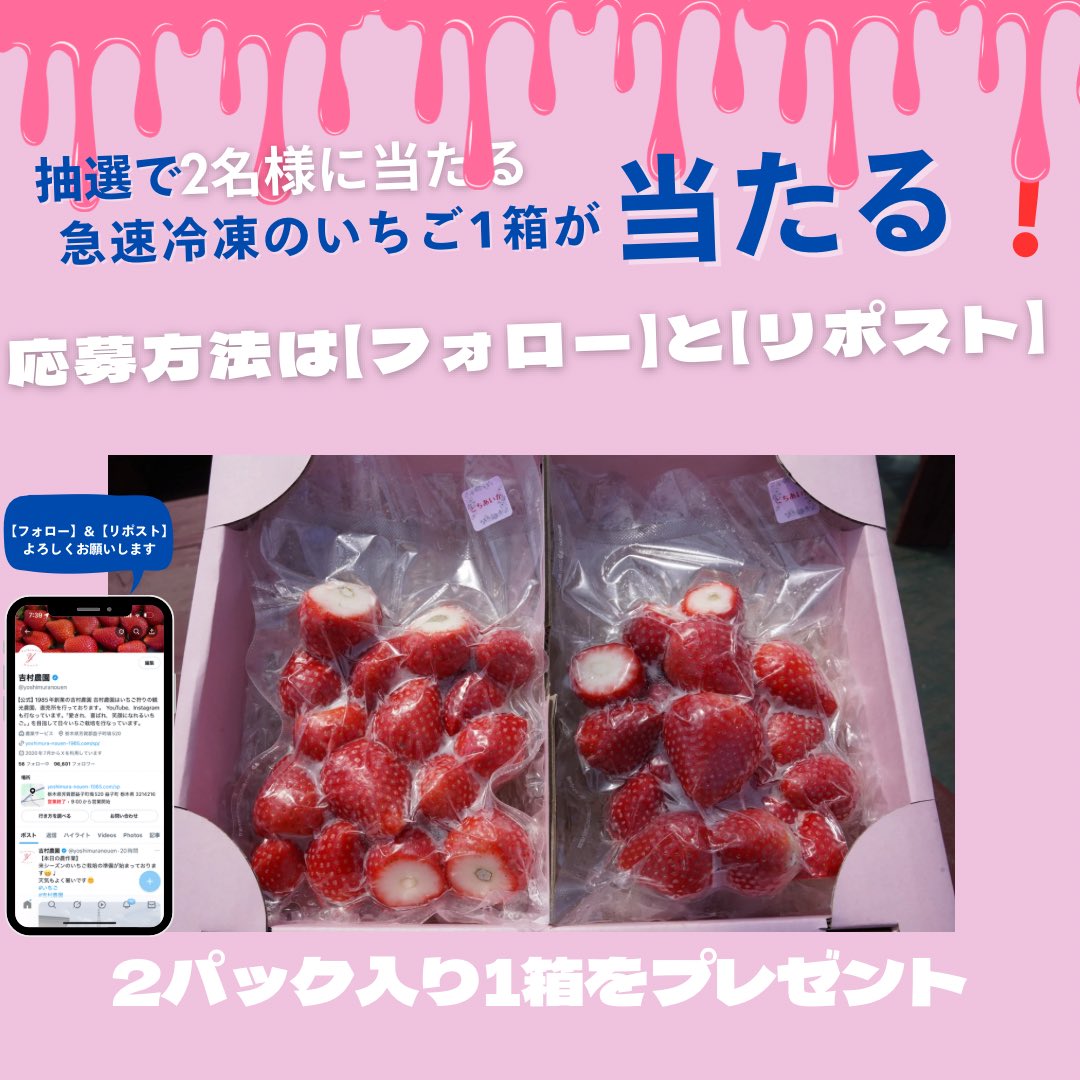 yoshimuranouen's tweet photo. 🍓吉村農園 プレゼント企画🍓

急速冷凍で凍らせたいちご2パック入り1箱を2名様にプレゼント🎁

冷凍いちごを是非この機会にご賞味下さいね😄♩

応募方法はアカウントの【フォロー】&【リポスト】のみ！
@yoshimuranouen

期間は5月16日（金）〜5月23日（金）の23時59分まで
ご応募お待ちしております😋
#プレゼント企画