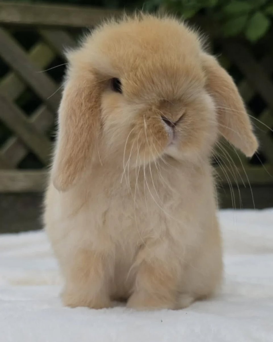 Bunnies (@bunnies) on Twitter photo 