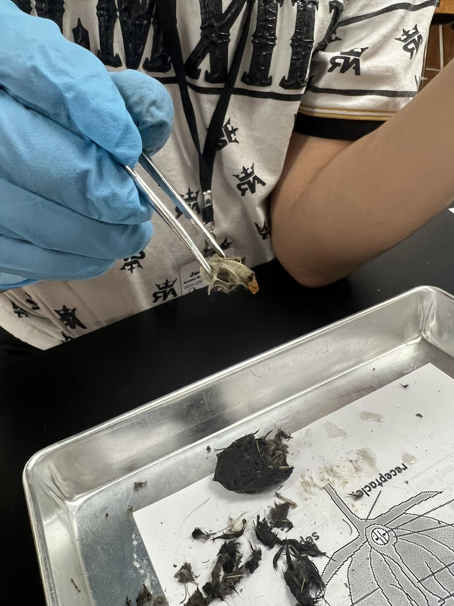 mrsdanitucker's tweet photo. Biology students diving into owl pellet dissections! They were equally grossed out and fascinated! 🦉🥼✨ https://t.co/2232dQiOn1