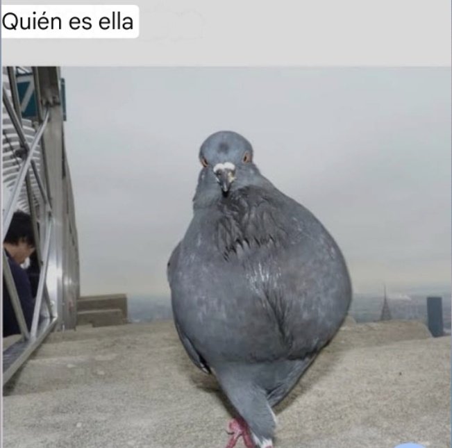 Hoy en la clase una compañera dice: "Como la Dra. Jáuregui ya comentó"
Yo: