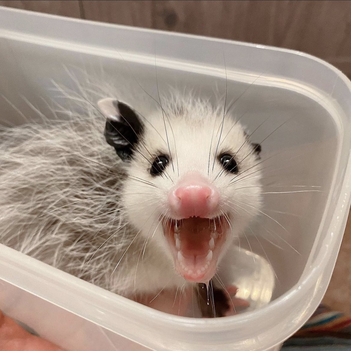 Possumeveryhour.io (@possumeveryhour) on Twitter photo 