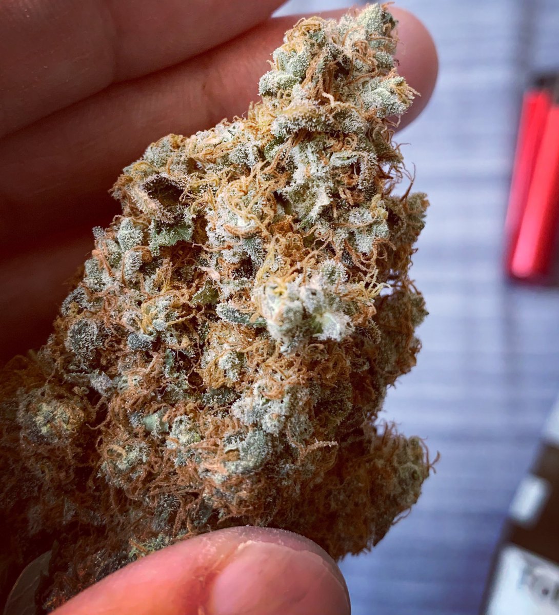 skunkcityseeds's tweet photo. Glookies (pic1&2) and Biscotti Mintz (3&4) grown with simple fruit & veg nutrients 7-7-7 for fun #biscottimintz #glookies #experiments https://t.co/cxVvJJOD2q