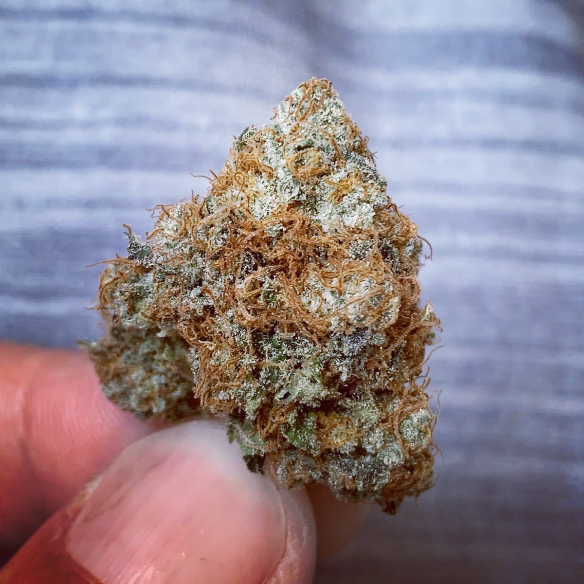 skunkcityseeds's tweet photo. Glookies (pic1&2) and Biscotti Mintz (3&4) grown with simple fruit & veg nutrients 7-7-7 for fun #biscottimintz #glookies #experiments https://t.co/cxVvJJOD2q