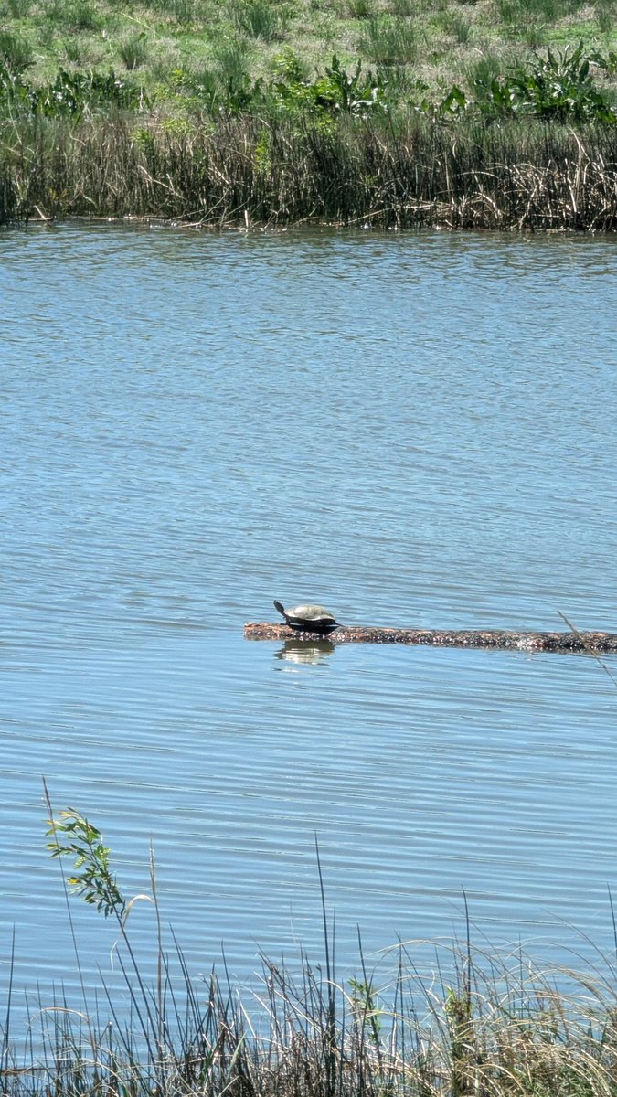 HeidiTown's tweet photo. In 20+ years of walking this trail, pretty sure this is the first time I've seen a #turtle.
And now I'm going to make a reference to a sea turtle that some of you may get.
#turtleturtle #totallydude
#Colorado https://t.co/Slvezp4GKX