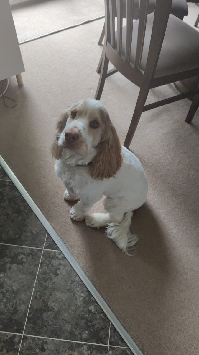 Hello all friends, I've been for my 'beauties' and I feel great and ready for a trip to the Goodwoof festival this weekend. I mostly like running in the field with all the other pups that play there and I'm hoping for a sausage in the refreshments field