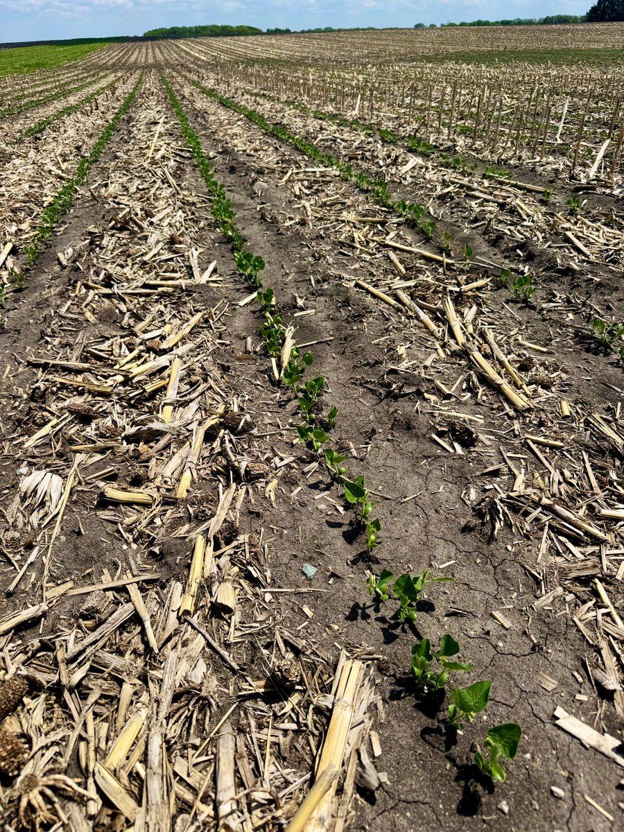 Soybean planting date study.  9 varieties planted on April 15th same 9 planted on May 13th.  What’s the yield difference going to be?