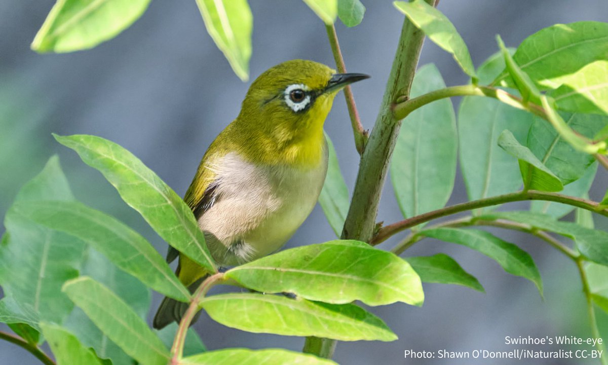 audubonsociety's tweet photo. Meet the Swinhoe’s White-eye: a tiny, yellow bird native to Asia that’s rapidly spreading across California and beyond. The bird's U.S. range expansion has surprised experts, who say the white-eyes are here to stay and could reach as far as the East Coast. https://t.co/aBY8guBDeg https://t.co/Ah5mvZt3Bv