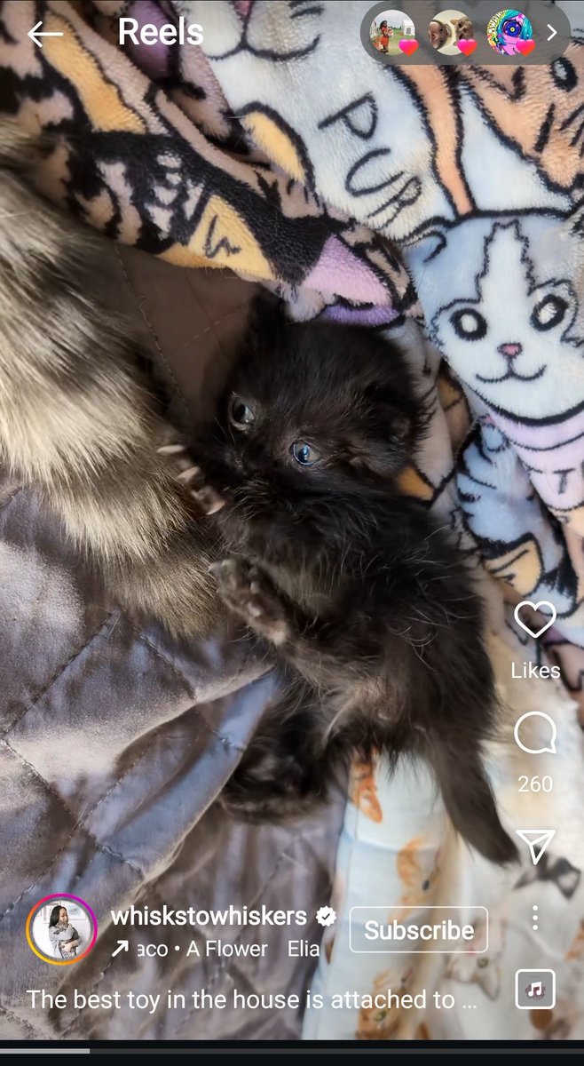 there's an account on IG (whiskstowhiskers) that's fostering a runt of a cat litter, and yall have no idea how far i would go for Baby Corn