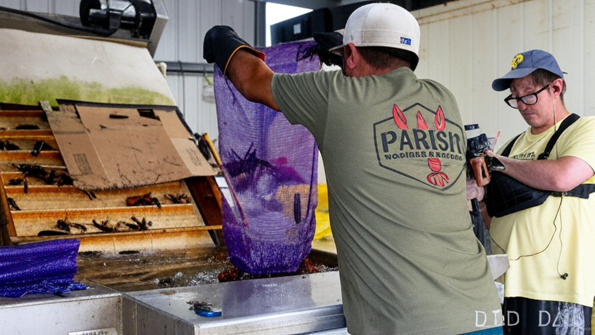 filming crawfish #eattheworks