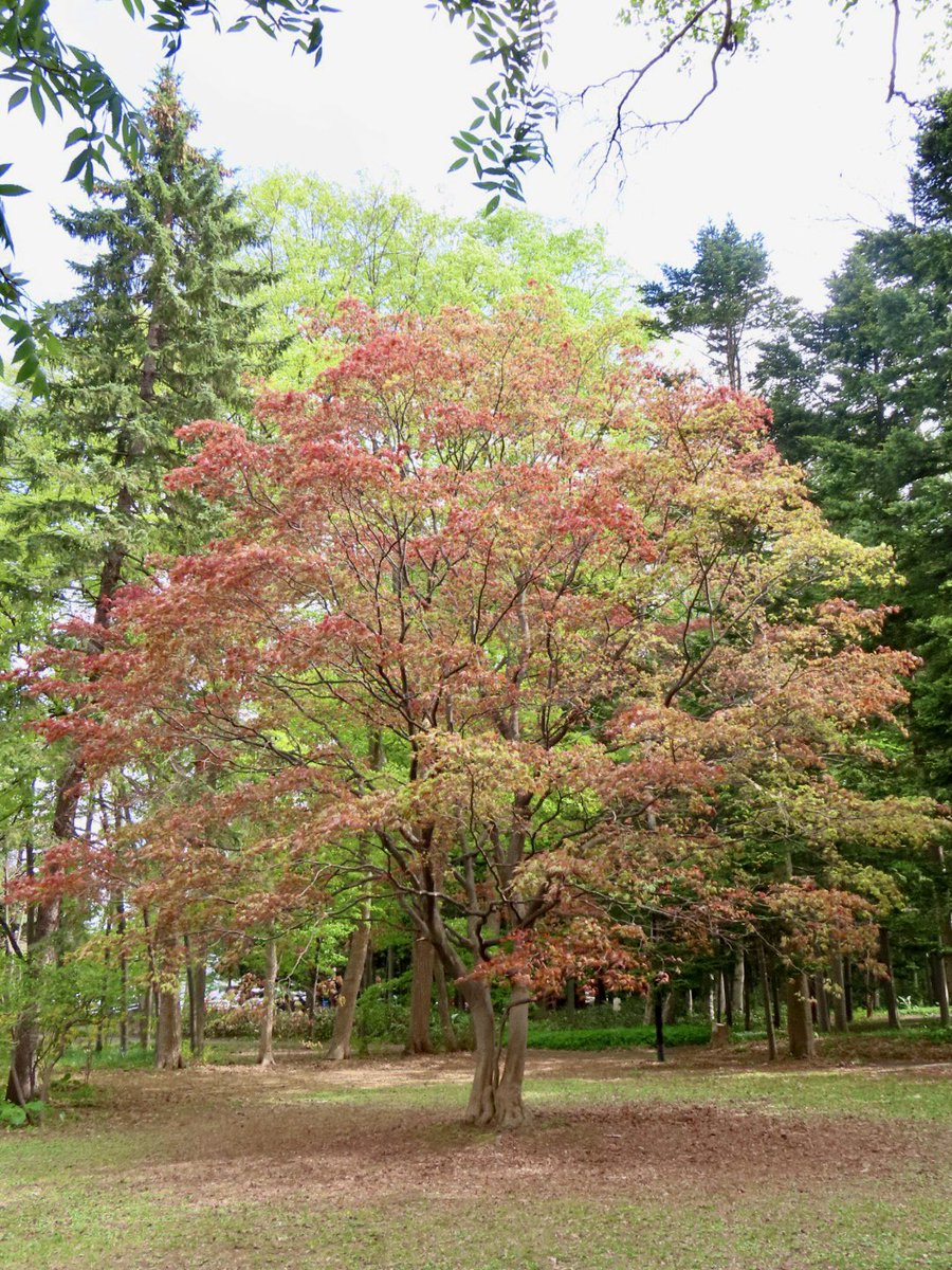 みやびページ Maison MIHARA YASUHIRO ONLINE STORE（メゾンミハラヤスヒロ