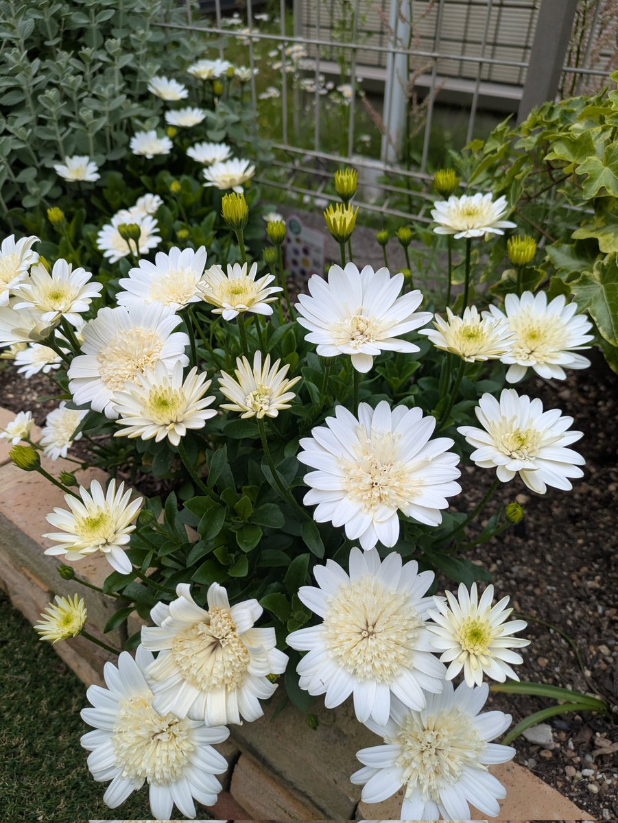 真っ白できれい✨いい季節です！