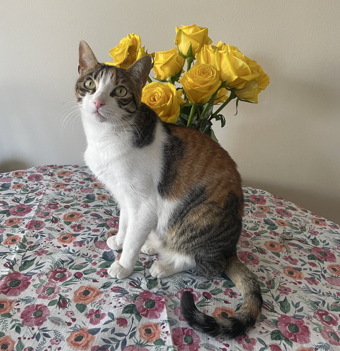 Existe un seguro para gato que incluye un montón de cosas, entre ellos una prestación llamada “responsabilidad civil” que cubre los costos en el caso de que tu mascota cause lesiones, muerte o daño a la propiedad privada. Se lo contrataré a la Doña, esta asesina que pesa 3 kg.