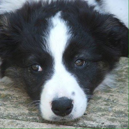 CarolBllk's tweet photo. Earlier, I innocently posted my first ever photo of Fleur. She’s up to nigh on 700 likes 😲😳 my phone’s been pinging all evening. Off to bed now; wonder how many likes there’ll be in the morning? 🤔 G’nite campers xx BTW this ⏬️ is Skye, Fleur’s predecessor, as a #smolpupper https://t.co/hU4QAPMxvT