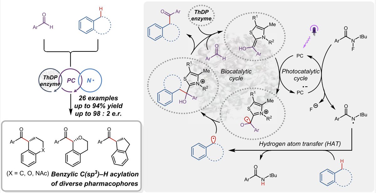 EnzymeChemistry's tweet image. #Photobiocatalytic Enantioselective Benzylic C(sp3)–H Acylation by Yen-Chu Lu, Ronald Adukure, Satyajit Roy, Derek Chien, Matthew McGill, Sarthi Polara, Andrés Cisneros, Karl Scheidt, Rudi @FasanLab at @UTChemistry in @J_A_C_S pubs.acs.org/doi/10.1021/ja…