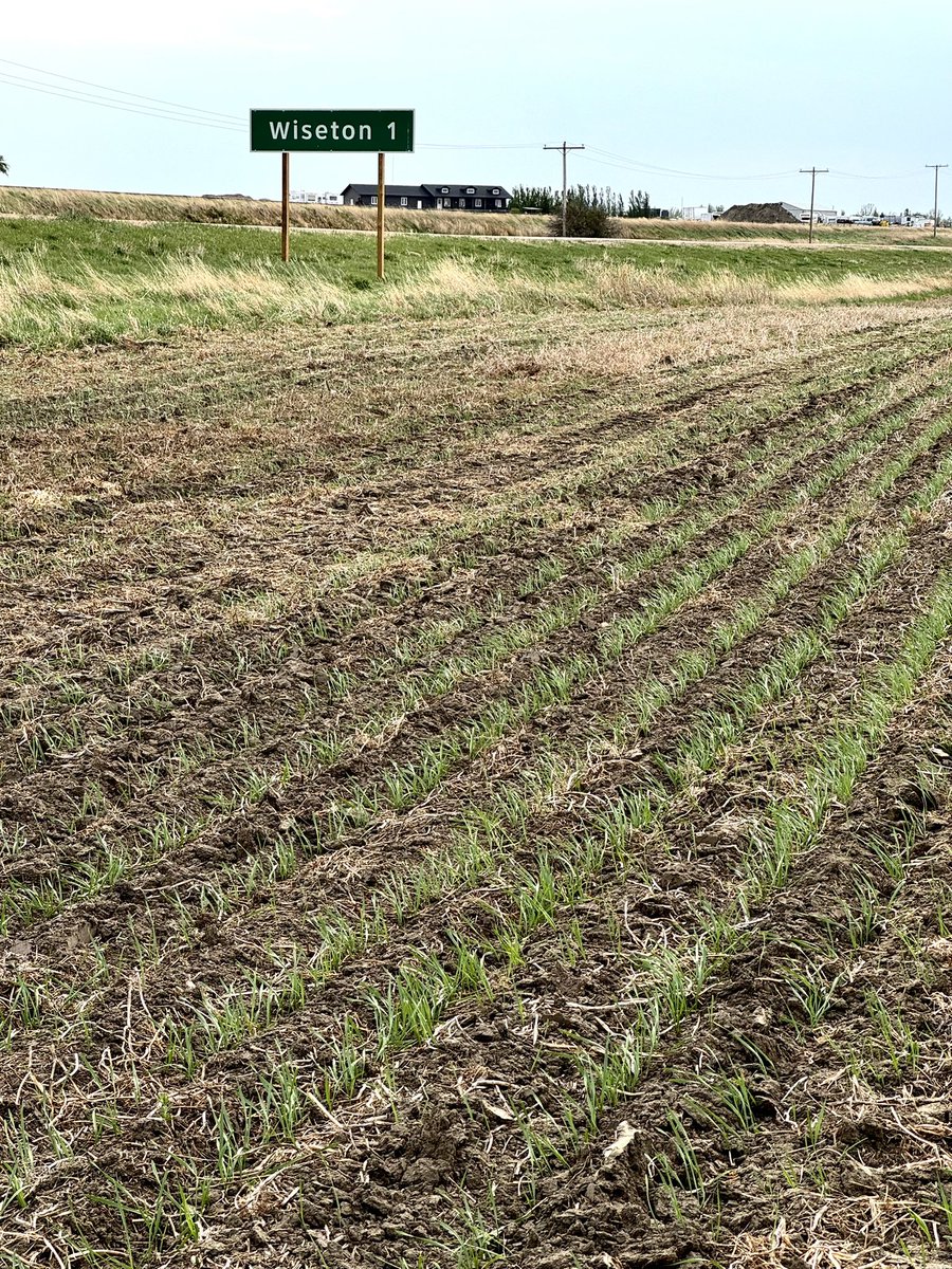 Lauren Wensley🌾 tweet media