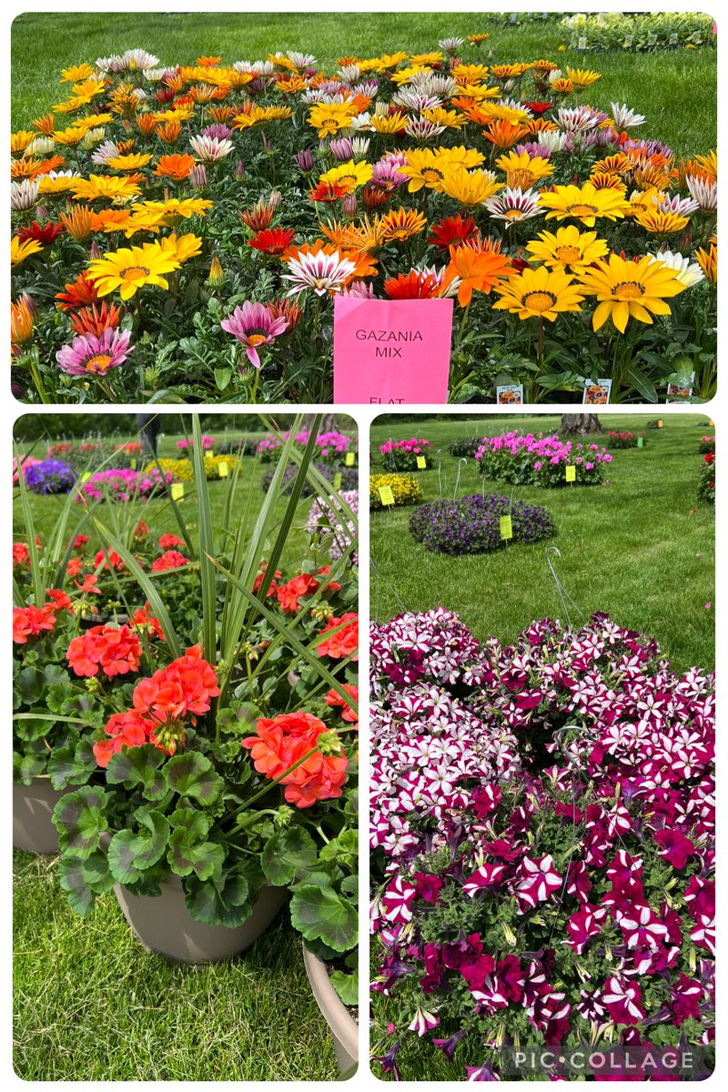 Thank you to everyone who volunteered your time for our annual flower fundraiser on Tuesday. This would not be successful without all of you. Thank you to everyone who ordered flowers to support the PTC. Enjoy your flowers this summer. 🌸🌻🪴🍅😎☀️