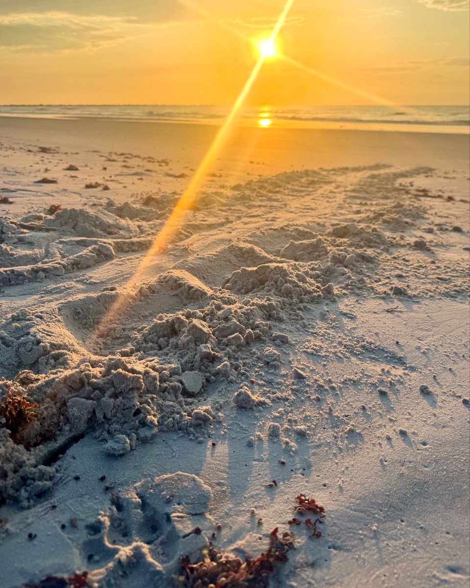 NS_Mayport's tweet image. ๐คฉSent to us from our awesome Public Works NAVFAC team member, Samantha A!๐ธ
๐ขLook closely and youโll see tracks leading up to our third sea turtle nest of the year. This one is a loggerhead!
#Mayport #Sunrise #seaturtle #seaturtleconservation