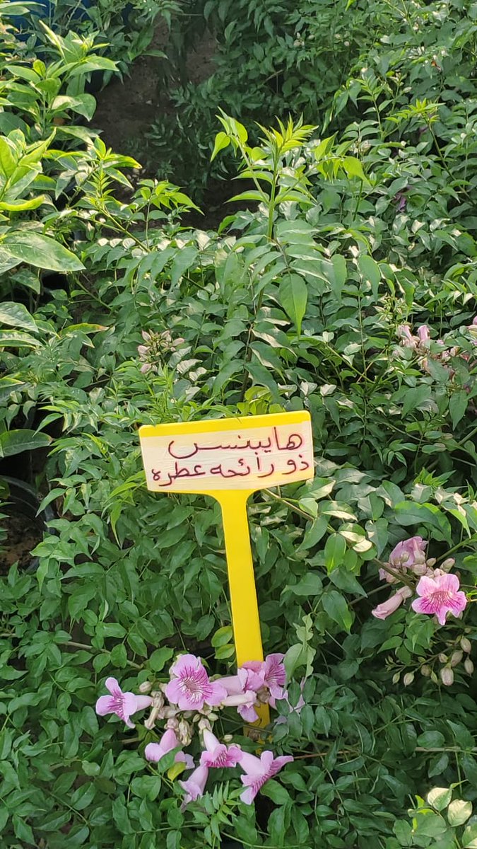 It's Fact 😂🌷⚘️🌹🌺