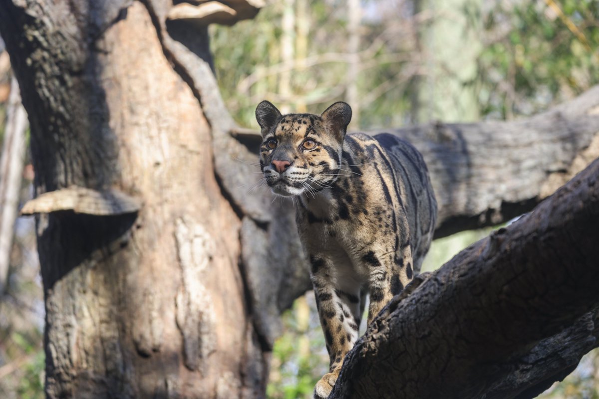 nashzoovet's tweet photo. #FunFact of the Day
#CloudedLeopards are one of the only cats in the world that can climb down, hang upside down from and hunt in trees. https://t.co/1OkUEeaorC
