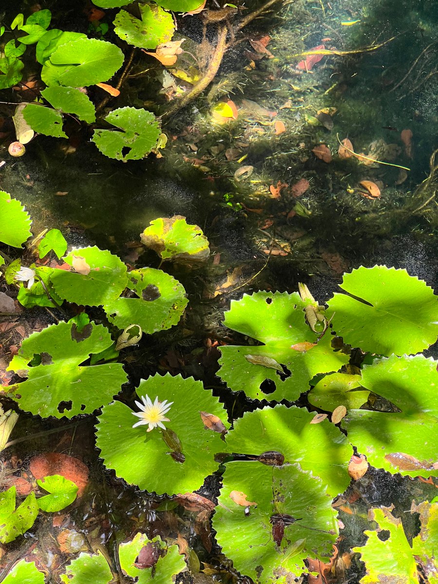 💚 si estás de acuerdo que los senderos y paisajes del Tour Xenotes son puro espectáculo natural. 💧✨