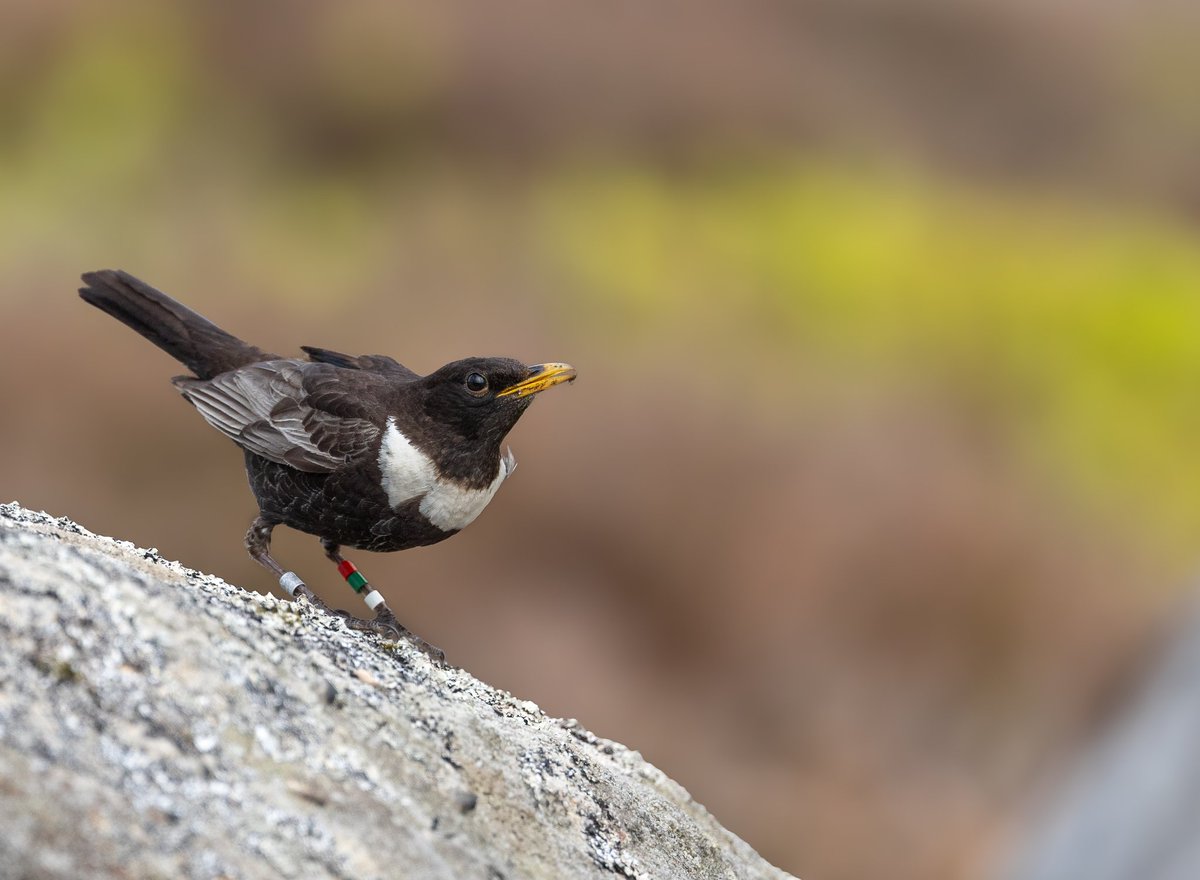 Incoming and feet down