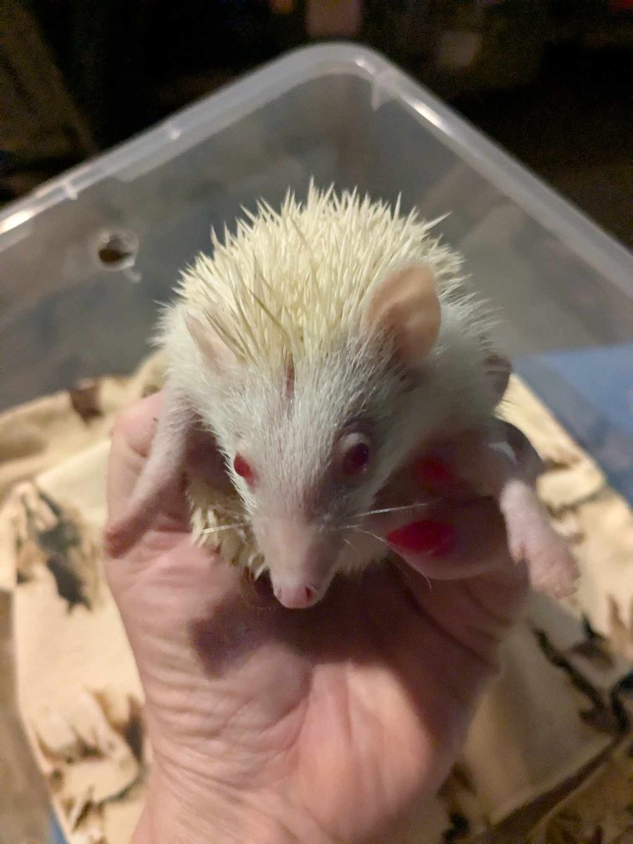 loganjm2's tweet image. My new baby is coming tomorrow 🥰 #hedgehogsofTwitter #HarveyQuillzel