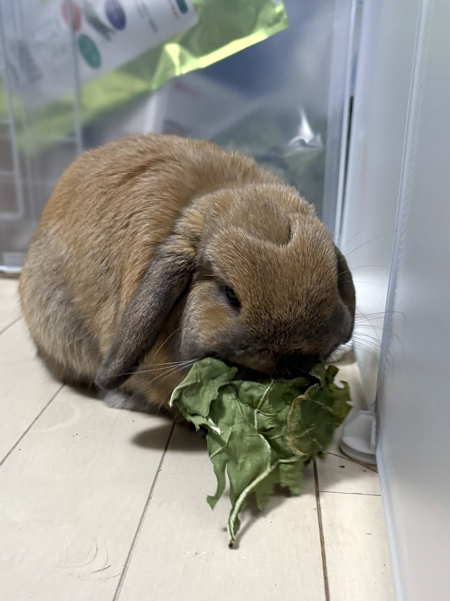 おっきいのもらったね、ポパイ