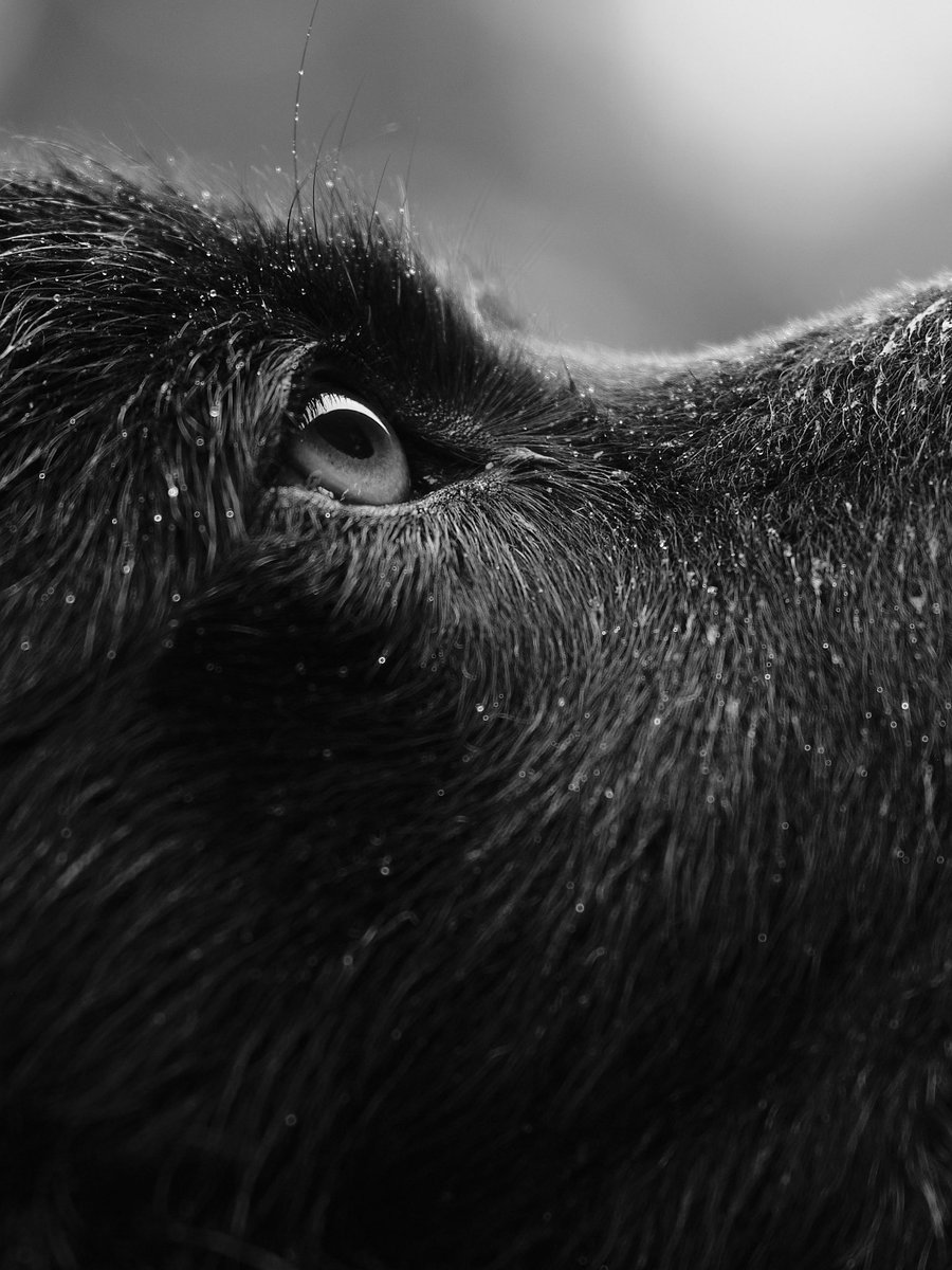 Germán Ruiz tweet media