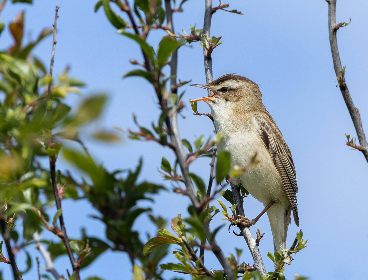 Pretty little birds.white throat ,reed bunting and sedge warbler