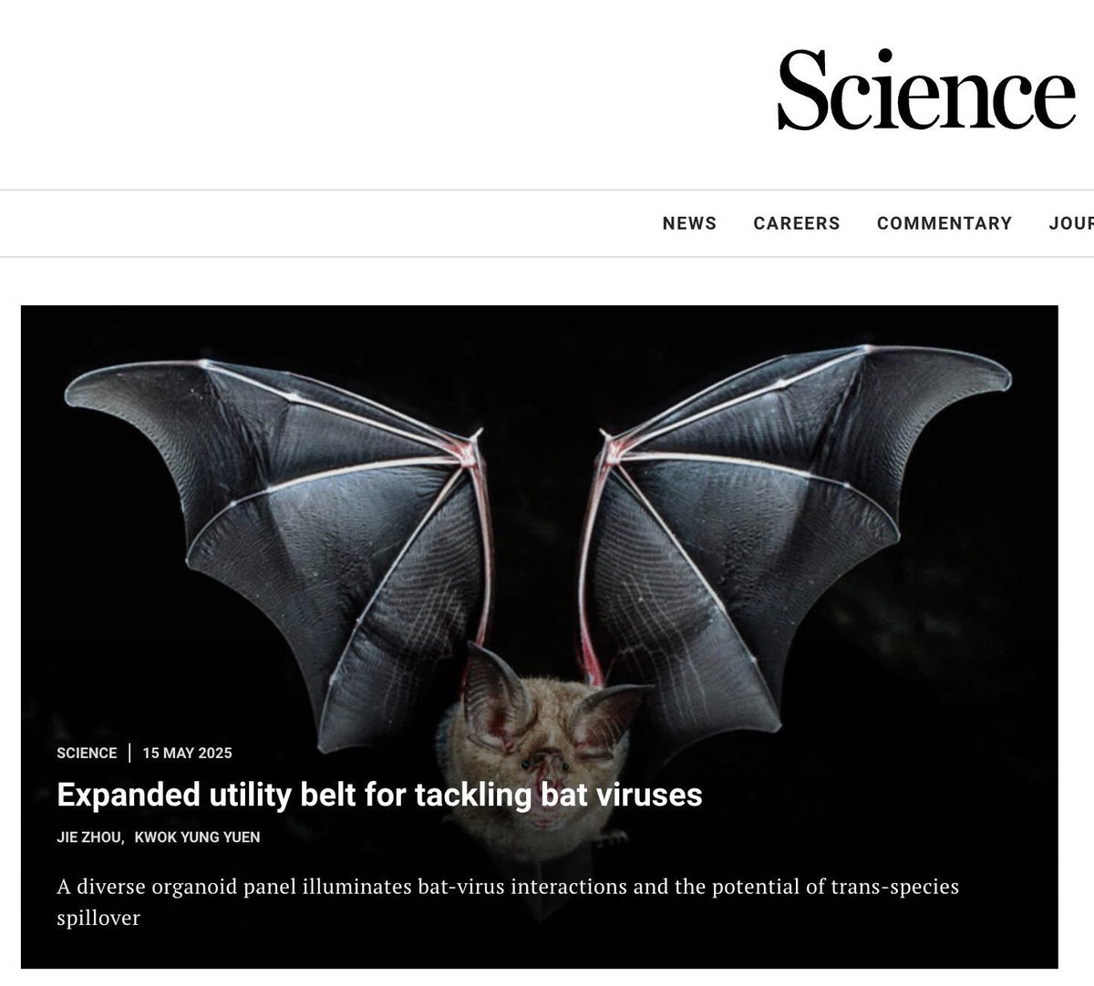 koo_lab's tweet photo. Multi species multi organ Bat Organoids from Korea!!! #ibs_cge #koo_lab https://t.co/5PmZzIEkEe https://t.co/Fyk2msHJsT