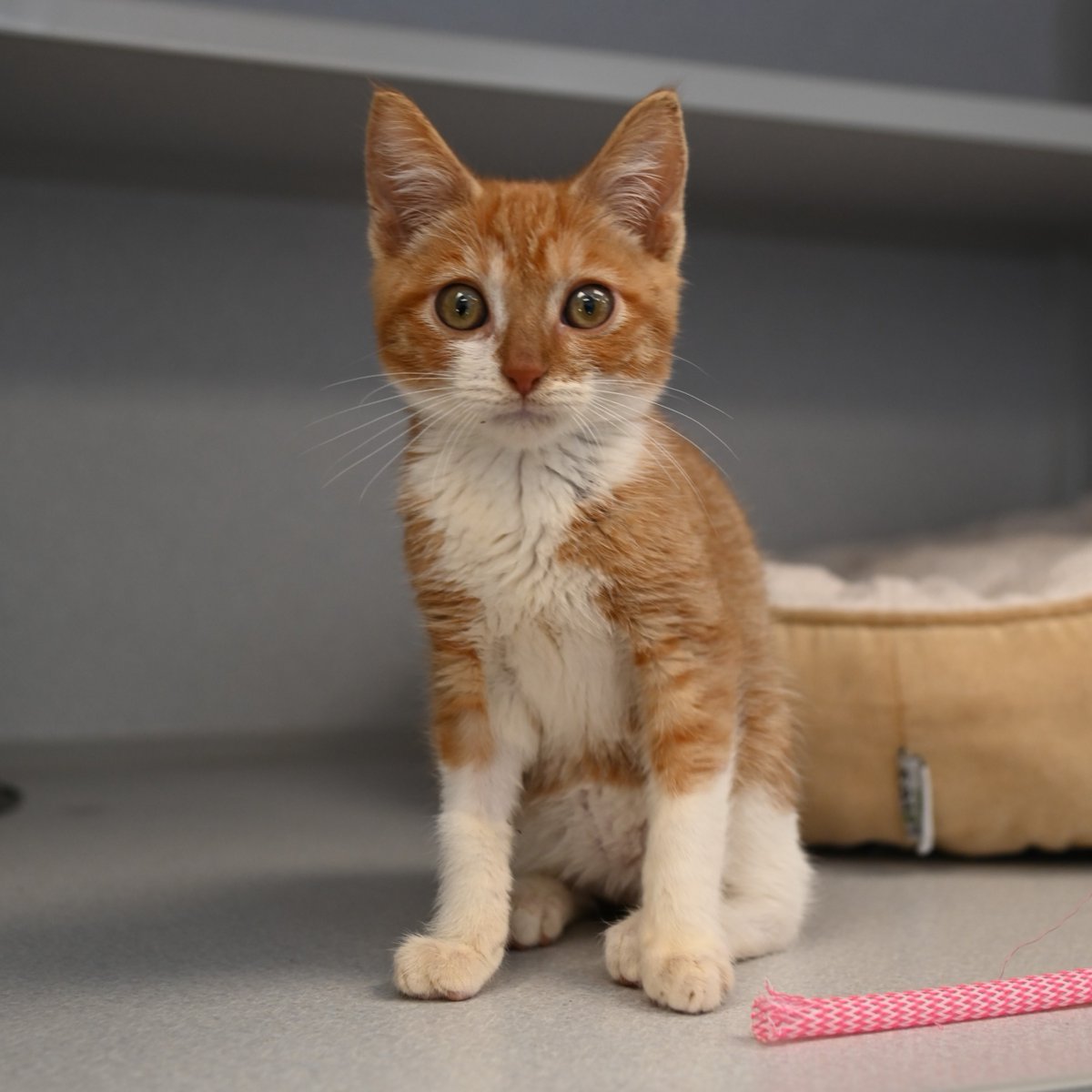 This Center's Day of Giving, help Jellyfish, a 6-month-old orange tabby, who needs specialized surgery to survive a rare condition that prevents his body from filtering toxins.

Donate to help Jellyfish and other pets like him at my.animalcenter.org/campaign/68886…