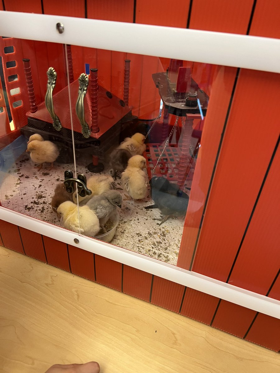 PutnamValleyCSD's tweet photo. From watching the eggs in incubators to witnessing them hatch, students have been learning all about life cycles amd how to care for these little friends. It’s been an egg-cellent hands-on experience full of wonder, learning, and lots of tiny peeps! #HandsOnLearning https://t.co/ntIBIQoPD1
