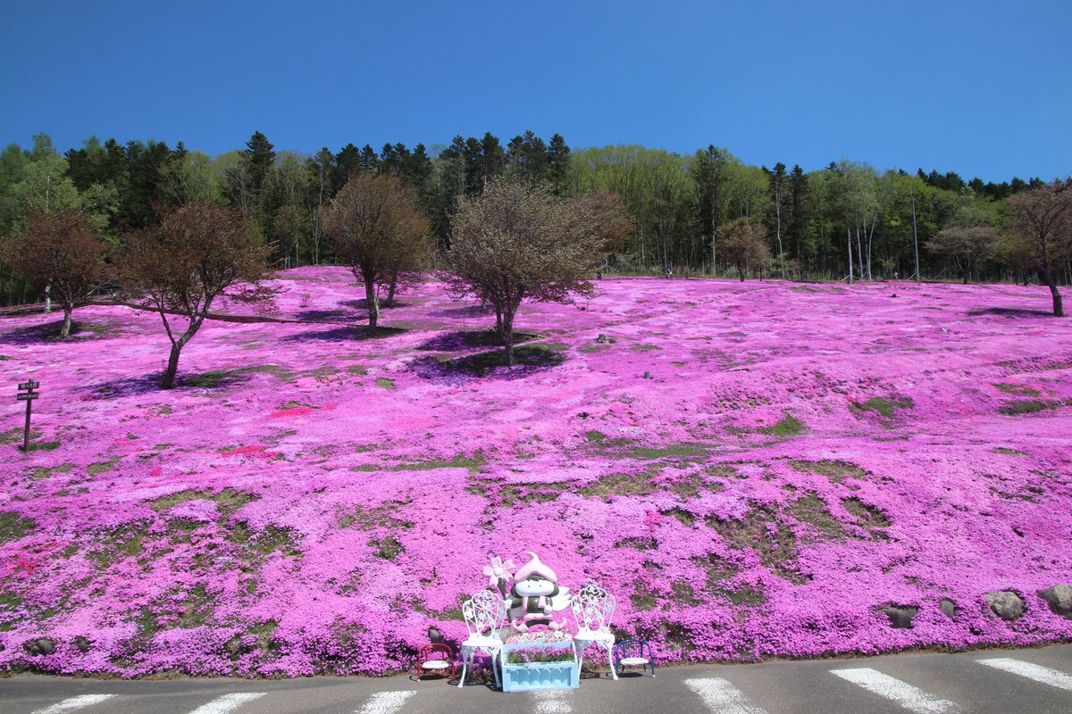 takinoue_town's tweet photo. 芝ざくら滝上公園はほぼ満開になりました！
斜面いっぱいに広がるピンクの絨毯を、眺めてみませんか？
園内いっぱいに漂う花の香りを、楽しんでみませんか？
17日にはミニライブとビンゴ大会、18日にはマルシェとご当地キャラクターが大集合するイベントもございます。
ご来園をお待ちしております。 https://t.co/W16WGXwmjO