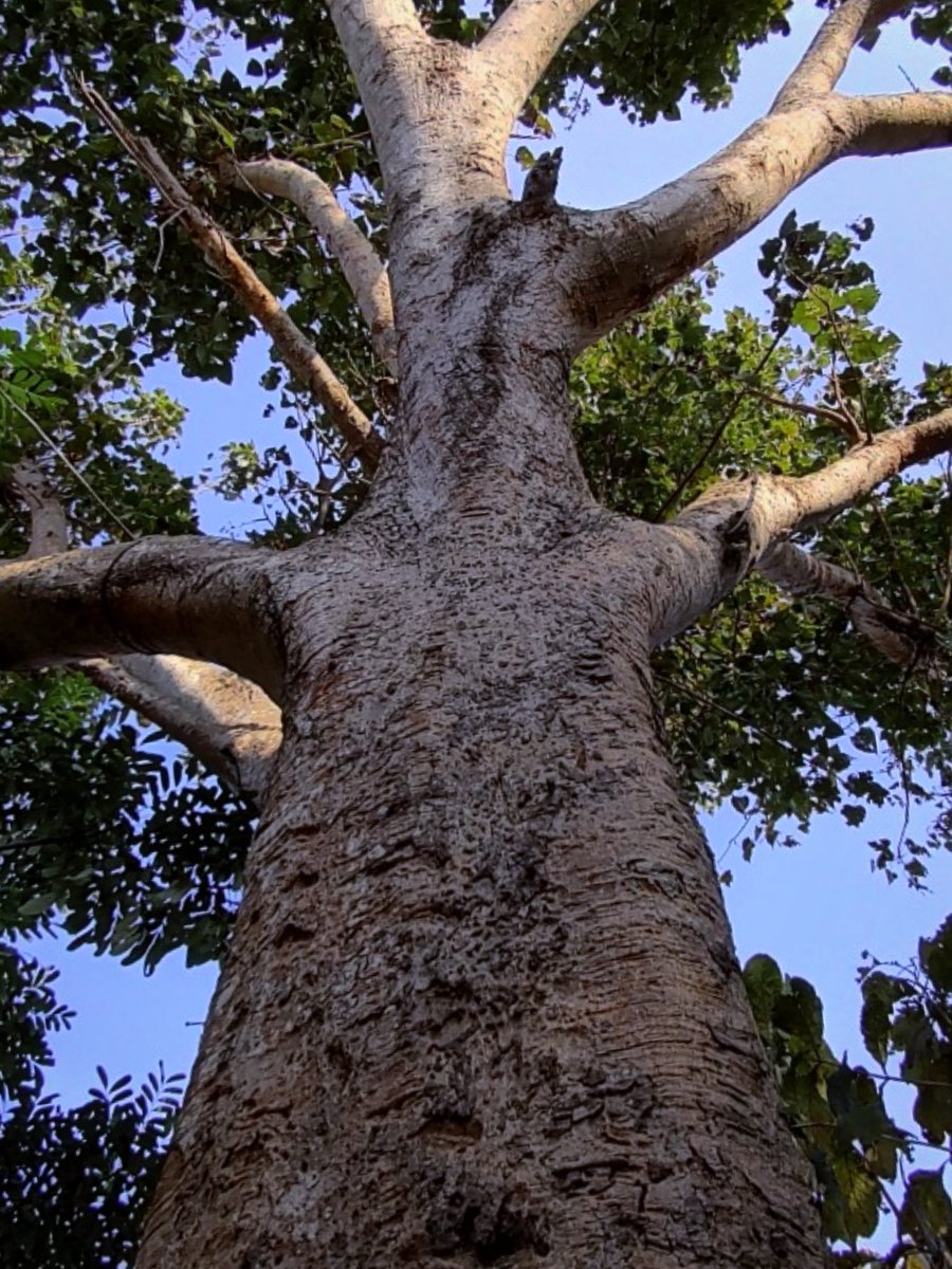 infotainmentod's tweet image. For your Friday Trees 🌿🌳🌿

#Treed #Nature #Treetime