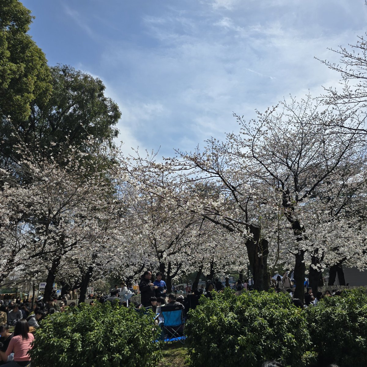 Drego2007's tweet photo. 日本っていいな。花見祭り https://t.co/wG7eSSzte9
